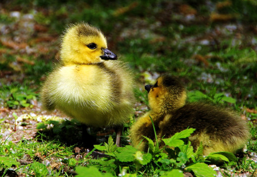 1758304 (a): :2452x1682